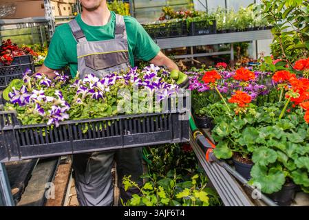 Eine Person, die Handschuhe und Gartenkleidung trägt, transportiert Tabletts mit bunten Blumen in ein gut beleuchtetes Gewächshaus. Verschiedene Pflanzen, einschließlich Petunie Stockfoto