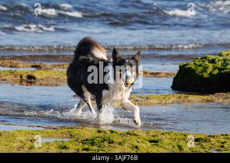 Border Collie Hund spielt mit einem Tennisball an der Küste, Alicante, Spanien Stockfoto
