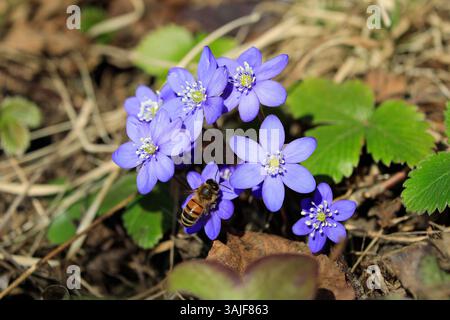 Hepatica nobilis oder Anemone nobilis, auch bekannt als Common hepatica Blüten mit Honigbiene, APIs mellifera, an einem sonnigen Frühlingstag. Finnland, 2025. Stockfoto