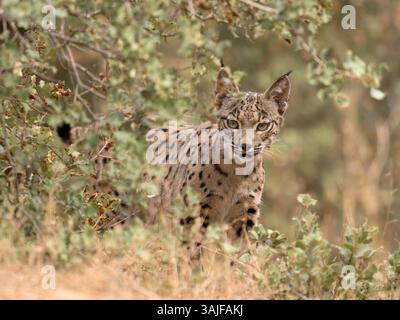 Iberischer Luchs (Lynx pardinus), der sich in Büschen versteckt, Calera bei Talavera de la Reina, Spanien Stockfoto