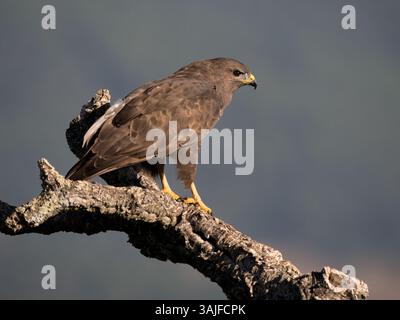 Bussard (Buteo buteo) Calera in der Nähe von Talavera de la Reina, Spanien Stockfoto