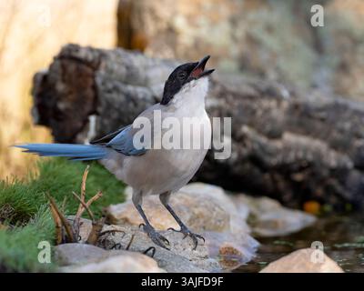 Iberische Elster (Cyanopica cooki) Trinkwasser, Calera bei Talavera de la Reina, Spanien Stockfoto