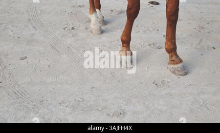 Pferde stehen auf sandigem Boden auf der Krim bei Belogorsk Stockfoto