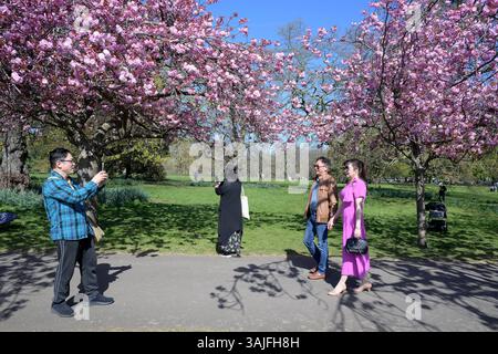 Besucher des Greenwich Park im Süden Londons können das warme Wetter optimal nutzen und die kürzlich erblühte Kirschblüte genießen. London Greenwich Park UK Copyright: XMartinxDaltonx Greenwich Park 110425 MD 024 Stockfoto