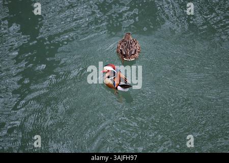 Männliche Mandarinenente (Aix galericulata), die aus Asien nach Europa eingeführt wurde, und weibliche Stockenten (Anas platyrhynchos), Breisach, Deutschland Stockfoto