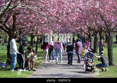 Besucher des Greenwich Park im Süden Londons können das warme Wetter optimal nutzen und die kürzlich erblühte Kirschblüte genießen. London Greenwich Park UK Copyright: XMartinxDaltonx Greenwich Park 110425 MD 037 Stockfoto