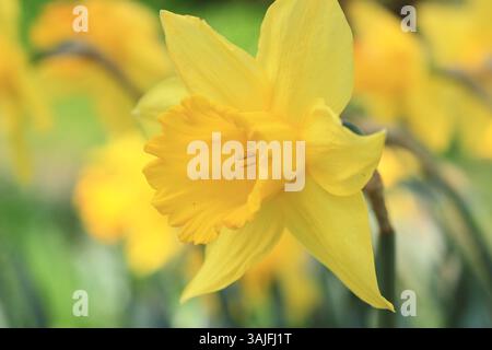 Narcissus Februar Gold Narzissen blüht im Frühjahr. UK. Auch Narcissus cyclamineus February Gold genannt. Stockfoto