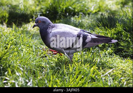 Graue Taube auf grünem Grashintergrund Stockfoto