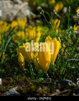Nahaufnahme der gelben Safran- oder Krokusblüten am frühen Morgen, die im September in der archäologischen Stätte Dodona in Epirus, Griechenland, blühen Stockfoto