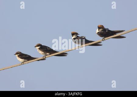 Drahtschwanzschwalben, (Hirundo smithii) vier zusammen auf einem Telefonkabel in der Nähe von Ahmedabad, Gujarat, Indien. Stockfoto