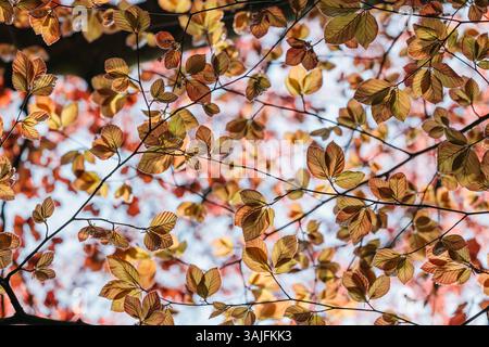 Hinterleuchtete frische Frühlingsblätter einer Buche (Fagus sylvatica) leuchten im Sonnenlicht und bilden ein zartes natürliches Muster vor dem hellen Himmel. Stockfoto