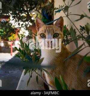 Niedliche, neugierige orange-weiße Katze, die in die Kamera schaut und sich im Olivenbaum versteckt, am archäologischen Ort Mystras in Laconia, Griechenland Stockfoto