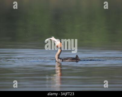 Greben ernähren sich von Fischen, aber gelegentlich ist ihr Fang zu groß, um ihn trotz großer Anstrengung zu schlucken! Stockfoto