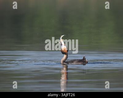 Greben ernähren sich von Fischen, aber gelegentlich ist ihr Fang zu groß, um ihn trotz großer Anstrengung zu schlucken! Stockfoto