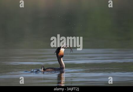 Greben ernähren sich von Fischen, aber gelegentlich ist ihr Fang zu groß, um ihn trotz großer Anstrengung zu schlucken! Stockfoto