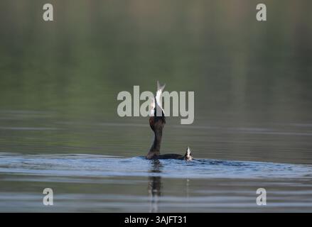 Greben ernähren sich von Fischen, aber gelegentlich ist ihr Fang zu groß, um ihn trotz großer Anstrengung zu schlucken! Stockfoto