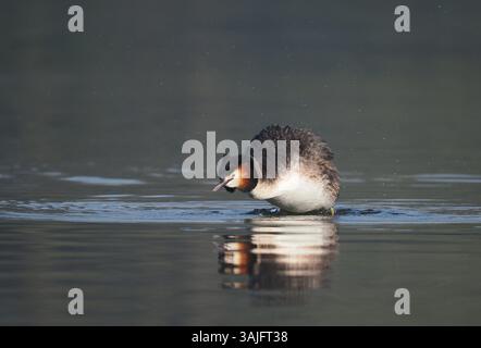 Greben ernähren sich von Fischen, aber gelegentlich ist ihr Fang zu groß, um ihn trotz großer Anstrengung zu schlucken! Stockfoto