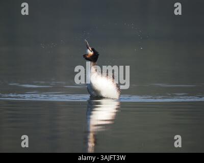 Greben ernähren sich von Fischen, aber gelegentlich ist ihr Fang zu groß, um ihn trotz großer Anstrengung zu schlucken! Stockfoto