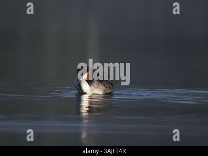 Greben ernähren sich von Fischen, aber gelegentlich ist ihr Fang zu groß, um ihn trotz großer Anstrengung zu schlucken! Stockfoto