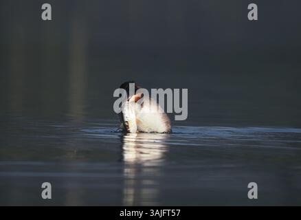 Greben ernähren sich von Fischen, aber gelegentlich ist ihr Fang zu groß, um ihn trotz großer Anstrengung zu schlucken! Stockfoto