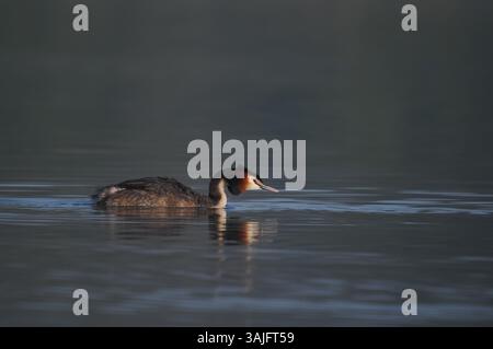 Greben ernähren sich von Fischen, aber gelegentlich ist ihr Fang zu groß, um ihn trotz großer Anstrengung zu schlucken! Stockfoto