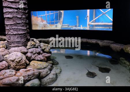 5. Juli 2017 - Jerusalem, Israel - die Vorbereitungen für die öffentliche Eröffnung des Gottesman Family Israel Aquarium Jerusalem sind in Vorbereitung. Das 100.000.000 ILS, 6.500 Quadratmeter große Aquarium, das erste seiner Art im Nahen Osten, mit mehr als 30 Tanks unterschiedlicher Größe, zeigt die vielfältige Meeresumgebung von Israelâ und wird voraussichtlich zu einer wichtigen Touristenattraktion in Jerusalem werden. (Bild: © Nir Alon via ZUMA Wire) Stockfoto