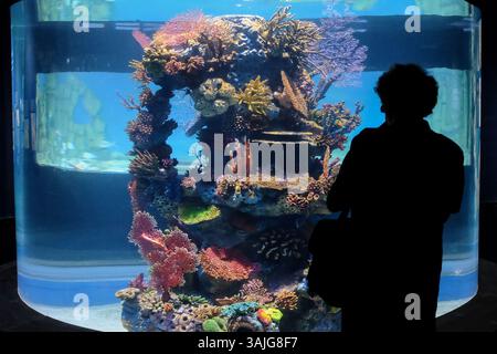 5. Juli 2017 - Jerusalem, Israel - die Vorbereitungen für die öffentliche Eröffnung des Gottesman Family Israel Aquarium Jerusalem sind in Vorbereitung. Das 100.000.000 ILS, 6.500 Quadratmeter große Aquarium, das erste seiner Art im Nahen Osten, mit mehr als 30 Tanks unterschiedlicher Größe, zeigt die vielfältige Meeresumgebung von Israelâ und wird voraussichtlich zu einer wichtigen Touristenattraktion in Jerusalem werden. (Bild: © Nir Alon via ZUMA Wire) Stockfoto