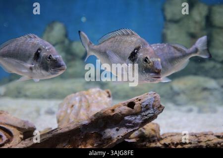 5. Juli 2017 - Jerusalem, Israel - die Vorbereitungen für die öffentliche Eröffnung des Gottesman Family Israel Aquarium Jerusalem sind in Vorbereitung. Das 100.000.000 ILS, 6.500 Quadratmeter große Aquarium, das erste seiner Art im Nahen Osten, mit mehr als 30 Tanks unterschiedlicher Größe, zeigt die vielfältige Meeresumgebung von Israelâ und wird voraussichtlich zu einer wichtigen Touristenattraktion in Jerusalem werden. (Bild: © Nir Alon via ZUMA Wire) Stockfoto