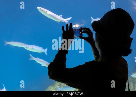 5. Juli 2017 - Jerusalem, Israel - die Vorbereitungen für die öffentliche Eröffnung des Gottesman Family Israel Aquarium Jerusalem sind in Vorbereitung. Das 100.000.000 ILS, 6.500 Quadratmeter große Aquarium, das erste seiner Art im Nahen Osten, mit mehr als 30 Tanks unterschiedlicher Größe, zeigt die vielfältige Meeresumgebung von Israelâ und wird voraussichtlich zu einer wichtigen Touristenattraktion in Jerusalem werden. (Bild: © Nir Alon via ZUMA Wire) Stockfoto
