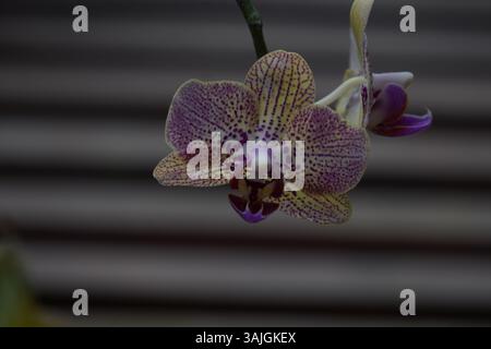 Gepunktete Phalaenopsis-Orchidee mit gemusterten Blütenblättern und violettem Zentrum, in sanfter Beleuchtung. Stockfoto