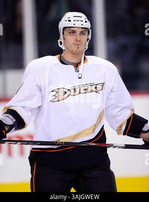 11. Februar 2011 - Calgary, Alberta, Kanada - Foto des NHL-Spielerprofils auf Maxim Lapierre von Anaheim Ducks während eines Spiels in Calgary. (Foto: © Larry MacDougal via ZUMA Wire) Stockfoto