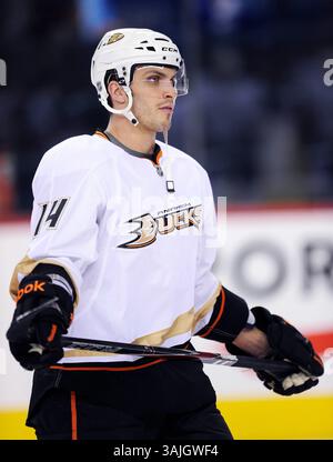 11. Februar 2011 - Calgary, Alberta, Kanada - Foto des NHL-Spielerprofils auf Maxim Lapierre von Anaheim Ducks während eines Spiels in Calgary. (Foto: © Larry MacDougal via ZUMA Wire) Stockfoto