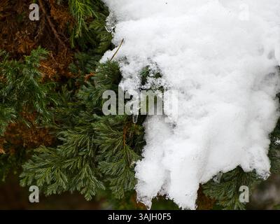 Schneebedeckter Baum. Kleiner Nadelzweig, der aus dem Boden wächst, halb mit Schnee bedeckt Stockfoto
