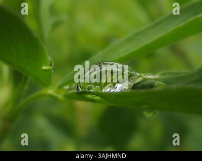 „Makroaufnahme von Wassertropfen auf grünem Blatt in frischer natürlicher Umgebung“ Stockfoto