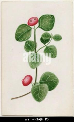 Diese Aquarellillustration von Orra White Hitchcock (1812) zeigt die Papridgebeerpflanze und konzentriert sich auf die botanischen Details der Pflanze, ein Schlüsselmerkmal ihrer Arbeit in der amerikanischen Naturgeschichtlichen Illustration. Stockfoto