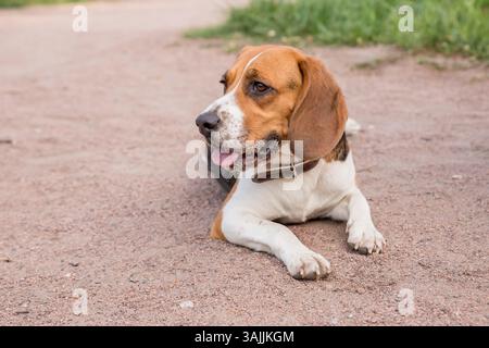 Ein ernster Beagle, der auf dem Boden liegt Stockfoto