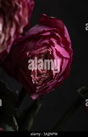 Verwelkte Rosen auf dunklem Hintergrund, Nahaufnahme Stockfoto