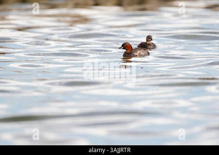 Adulte kleine Grebe (Tachybaptus ruficolis) im Zuchtgefieder, das am Bodensee in Baden-Württemberg schwimmt Stockfoto