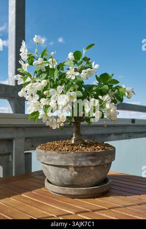 Apfelbaum Malus Evereste als Bonsai während der Blütezeit im April auf einem Balkon bei Sonnenschein Stockfoto