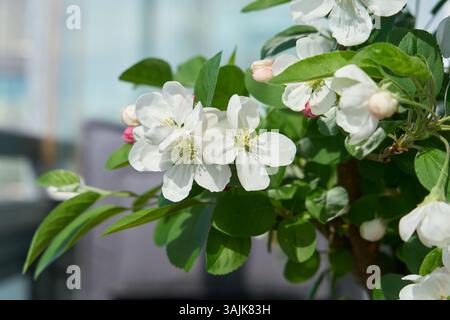 Blüten eines Apfelbaumbonsai auf einem Balkon im Frühjahr Stockfoto