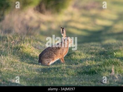 Nahaufnahme eines wilden Braunhasen (Lepus europaeus). Sitzen im Bauerngras Ränder um die Ackerfelder. Suffolk, Großbritannien. Stockfoto