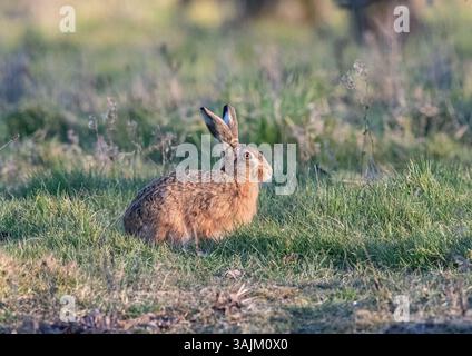 Nahaufnahme eines wilden Braunhasen (Lepus europaeus). Sitzen im Bauerngras Ränder um die Ackerfelder. Suffolk, Großbritannien. Stockfoto