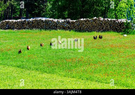 Katzenhütungshühner Stockfoto