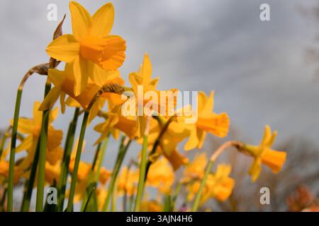 Narzissen Zwergnarzissen Stockfoto