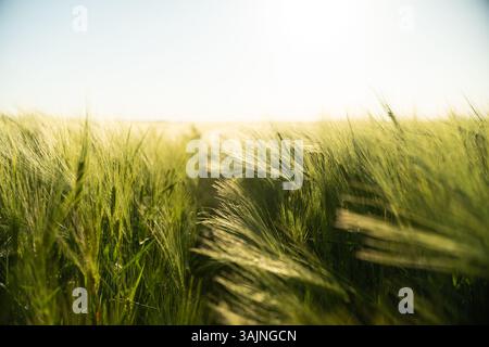 Nahaufnahme unreife grüne Gerste, die auf einem Feld in der Tagessonne wächst. Gerstensprossen, Sämling. Landwirtschaft. Stockfoto