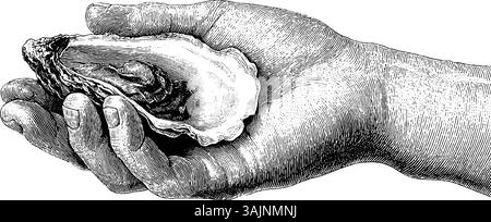 Detaillierte Vintage-Illustration einer Hand, die eine offene Auster hält. Stock Vektor