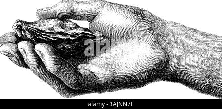 Vintage-Austernhalter - detaillierte schwarze und weiße Ätzung. Stock Vektor