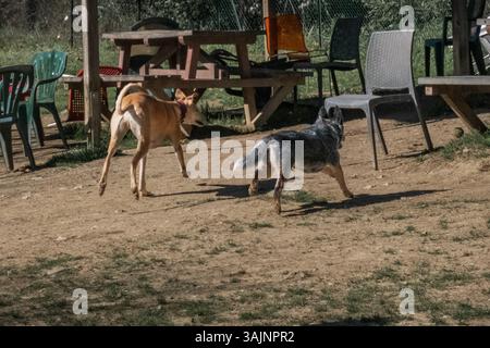 Ivo, der spanische windhund galgo, und Bunji, der australische Rinderhund Blue heeler, spielen auf einer Wiese Stockfoto