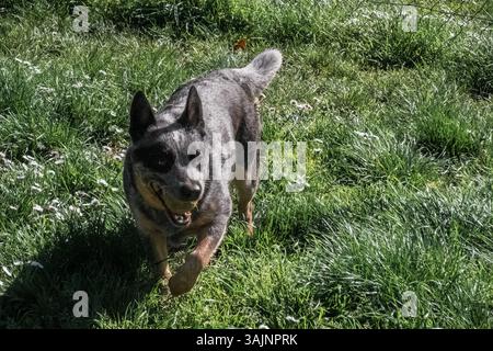 Bunji, der australische Rinderhund Blue heeler, der auf einer Wiese spielt Stockfoto