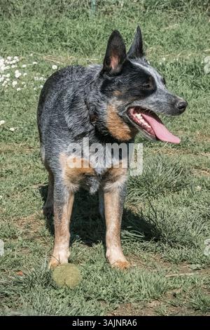 Bunji, der australische Rinderhund Blue heeler, der auf einer Wiese spielt Stockfoto